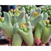 C.bilobum.pole - Seed